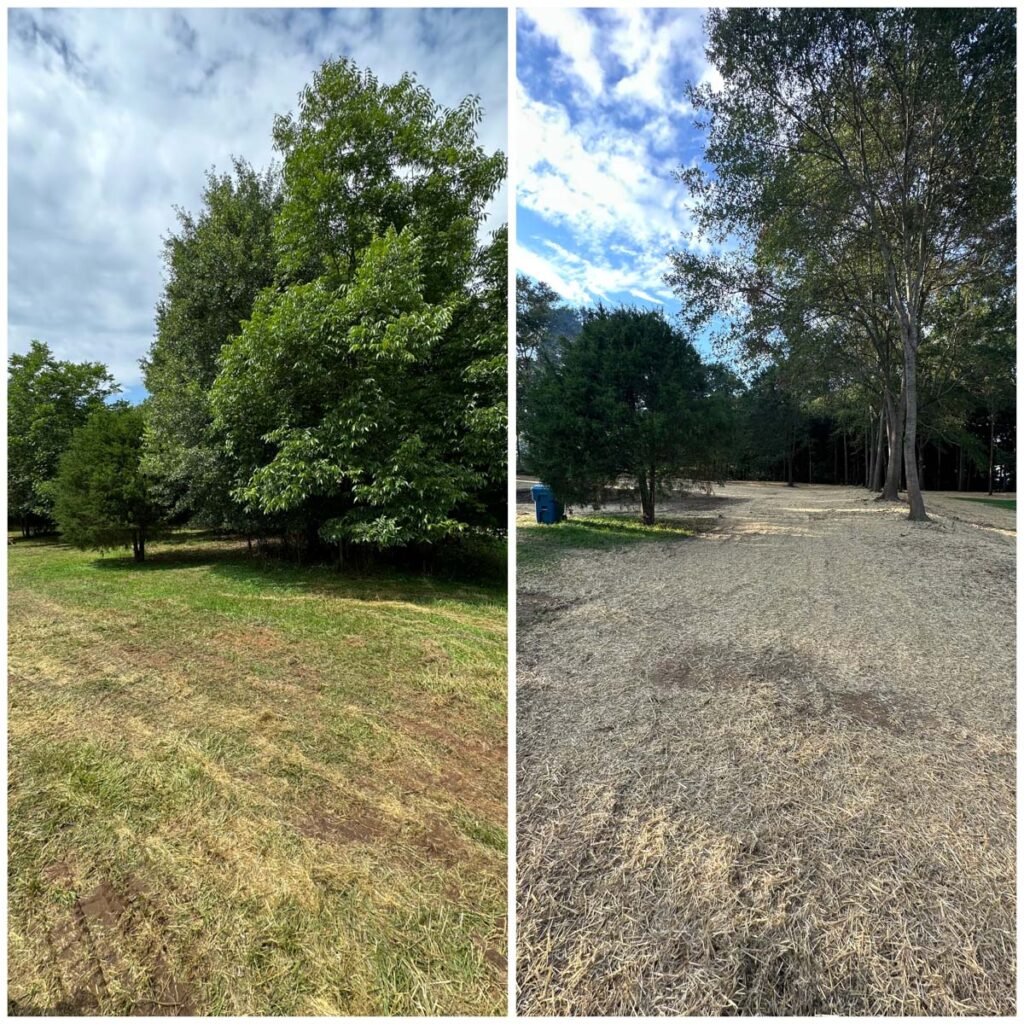 property management by Francis Brothers, trees removed, before and after photos