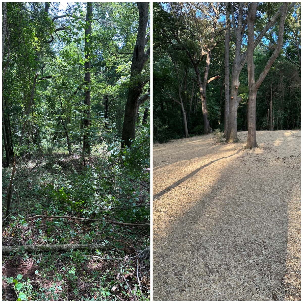 property cleared by Francis Brothers, before and after photos