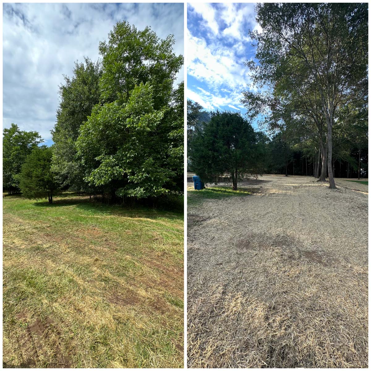 property management by Francis Brothers, trees removed, before and after photos