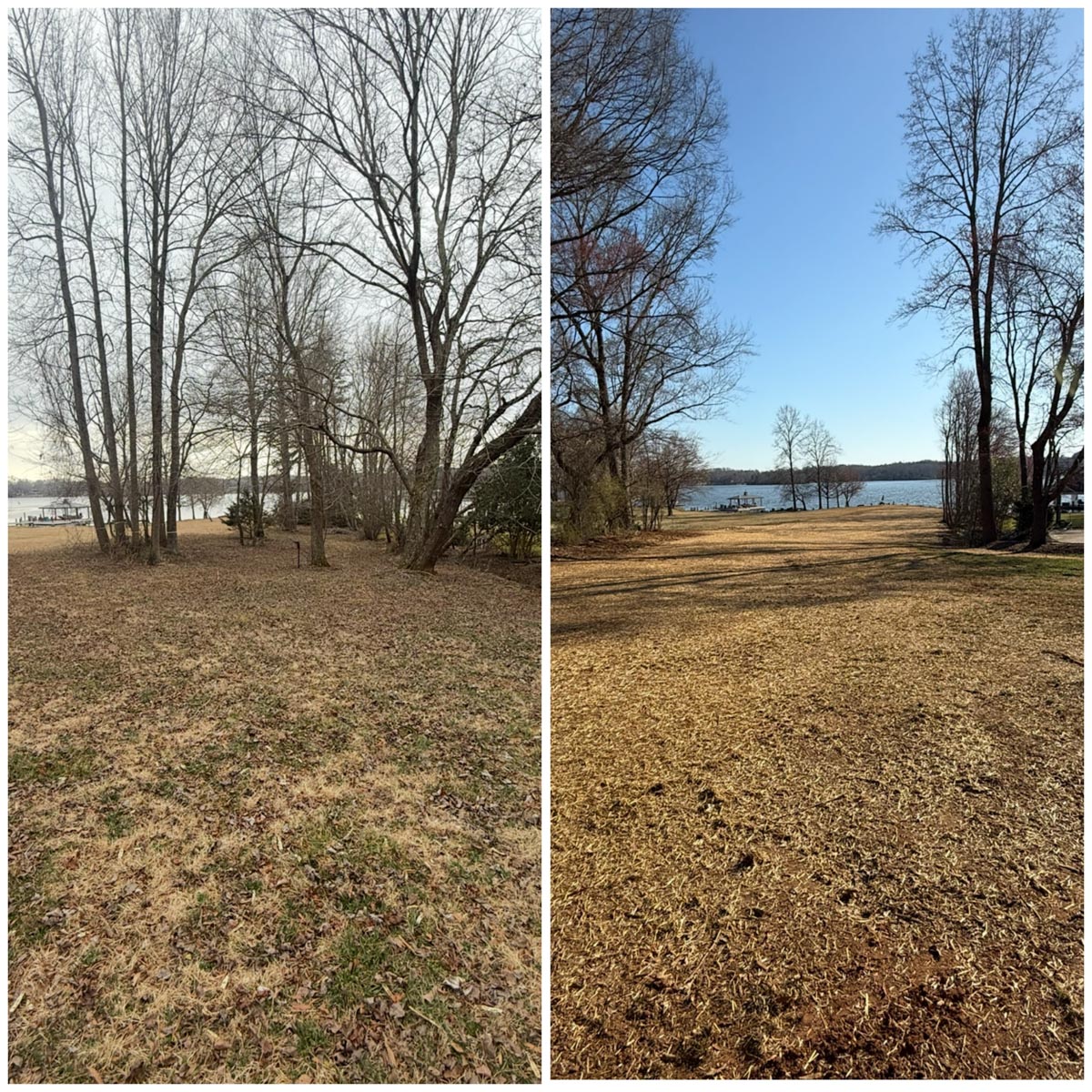 before and after image showing trees removed by Francis Brothers
