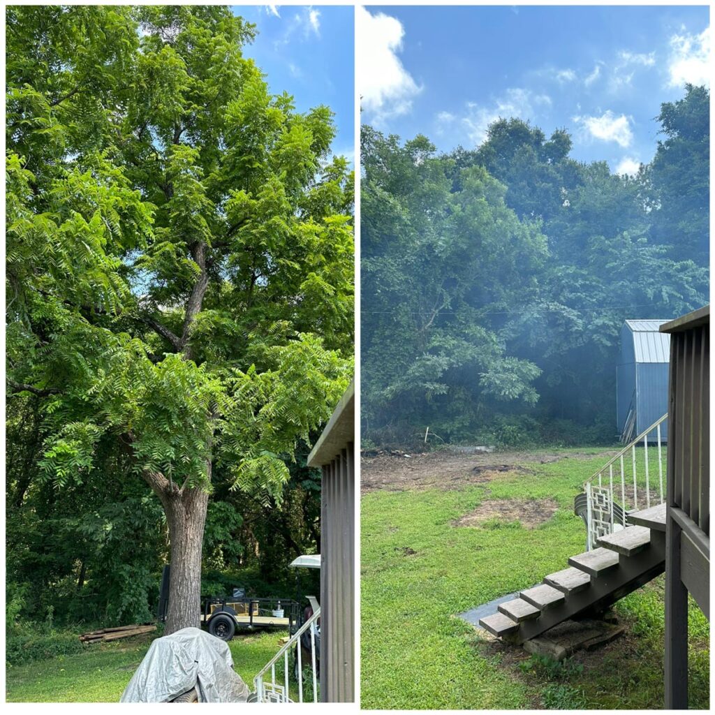 before and after image of tree removed by Francis Brothers crew