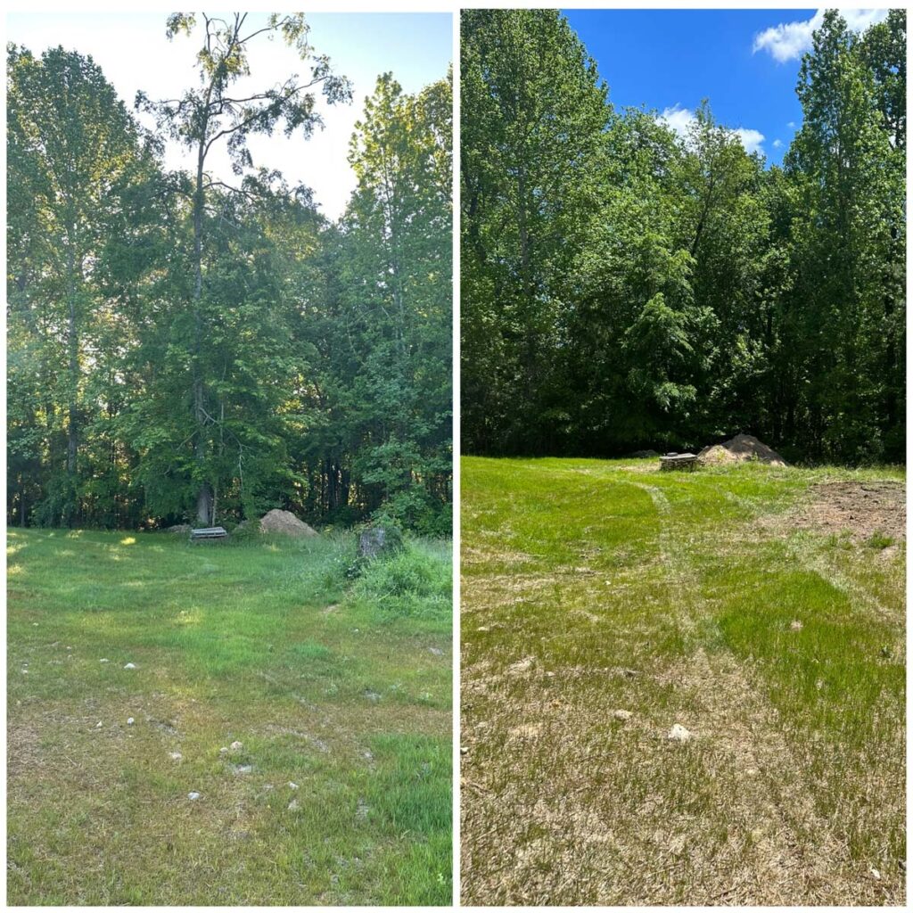 before and after of tree removed