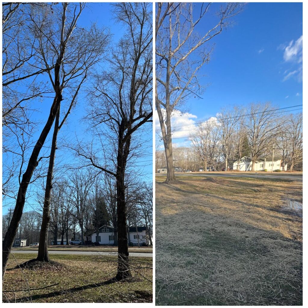 before and after of trees removed by Francis Brothers team