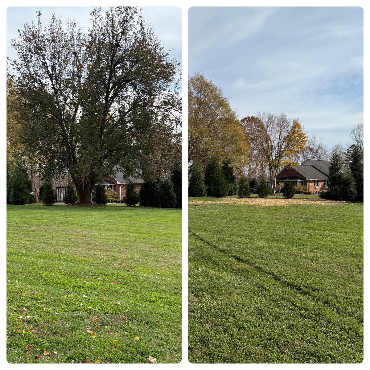 tree removal before and after near a house