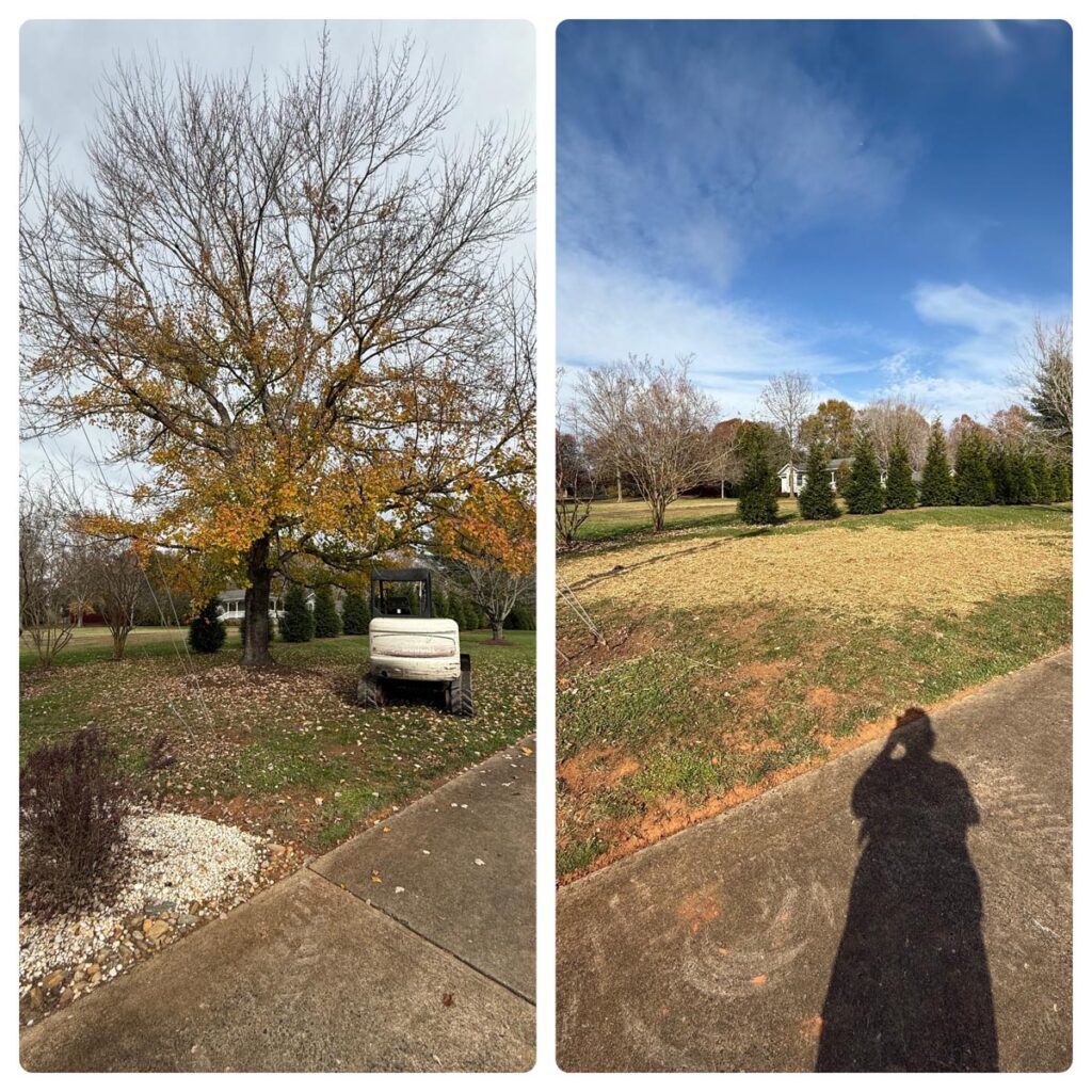 before and after of a large tree removed by Francis Brothers