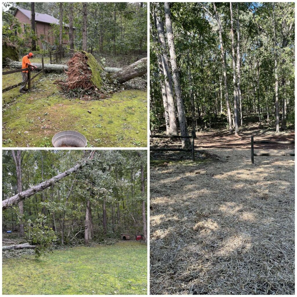 before and after of a tree removal and cleanup job completed by Francis Brothers after a tree had fallen