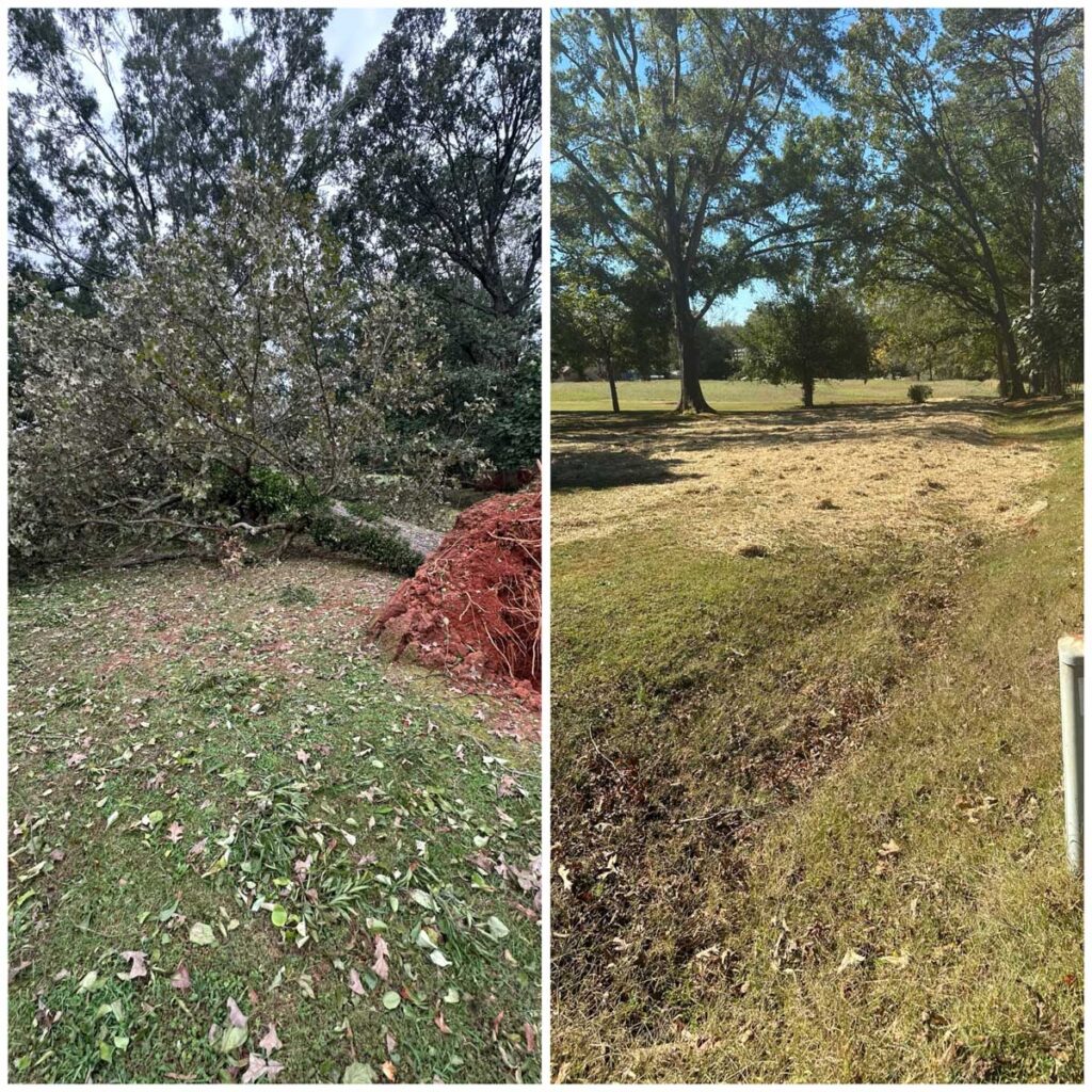 fallen tree cleanup, before and after